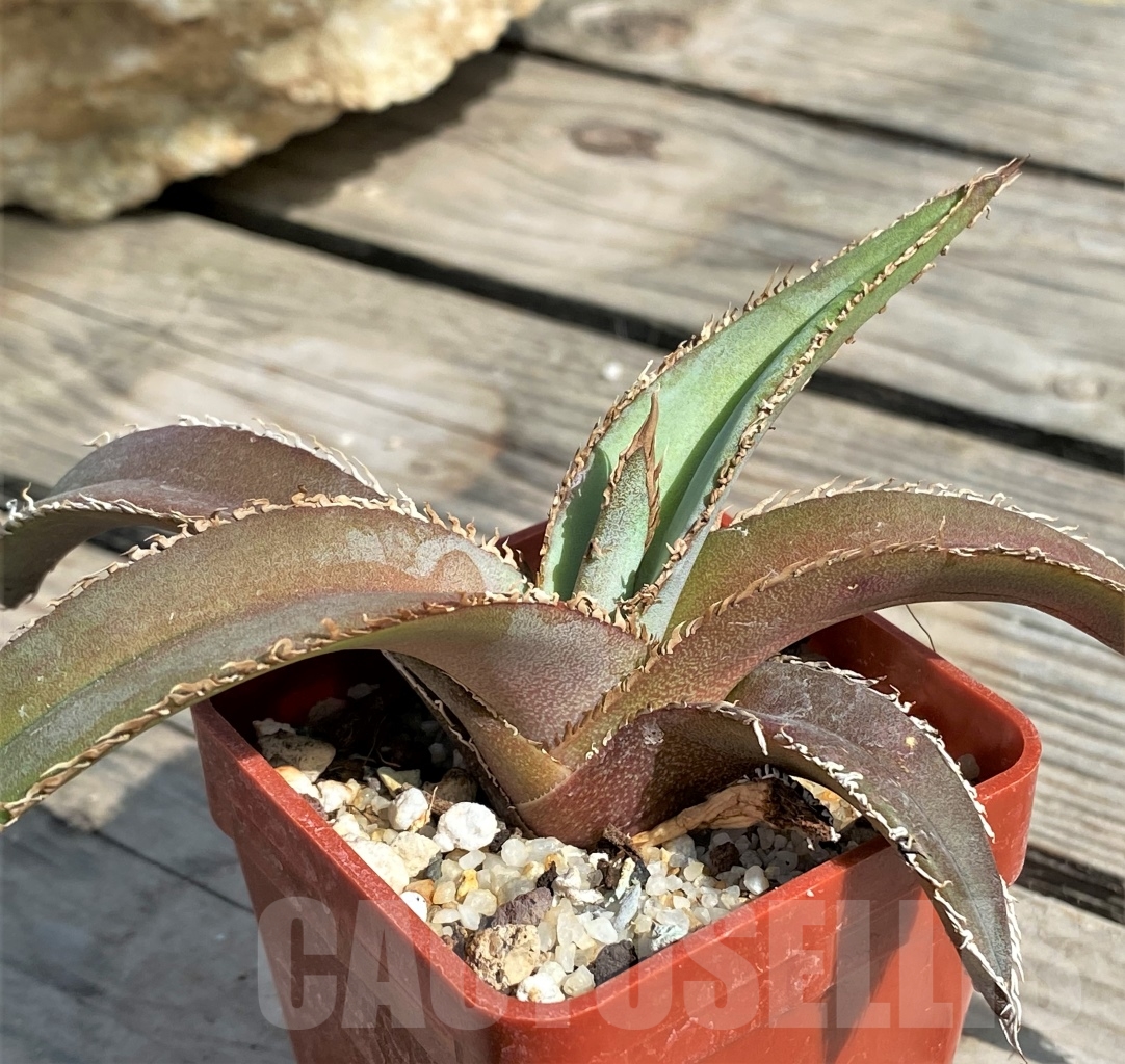 SHPR13565 Agave megalodonta