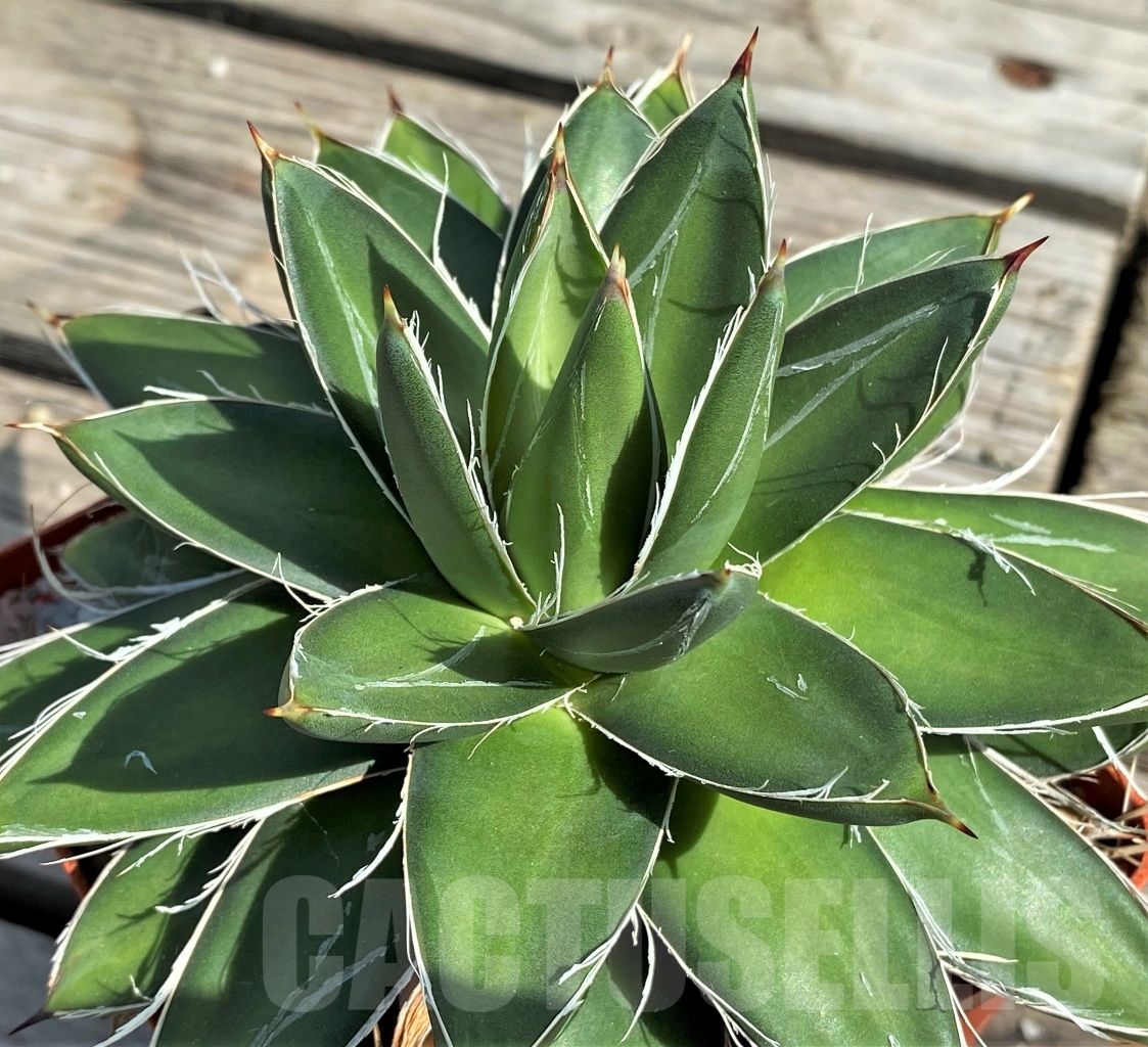 SHPR13567 Agave filifera 'Compacta'