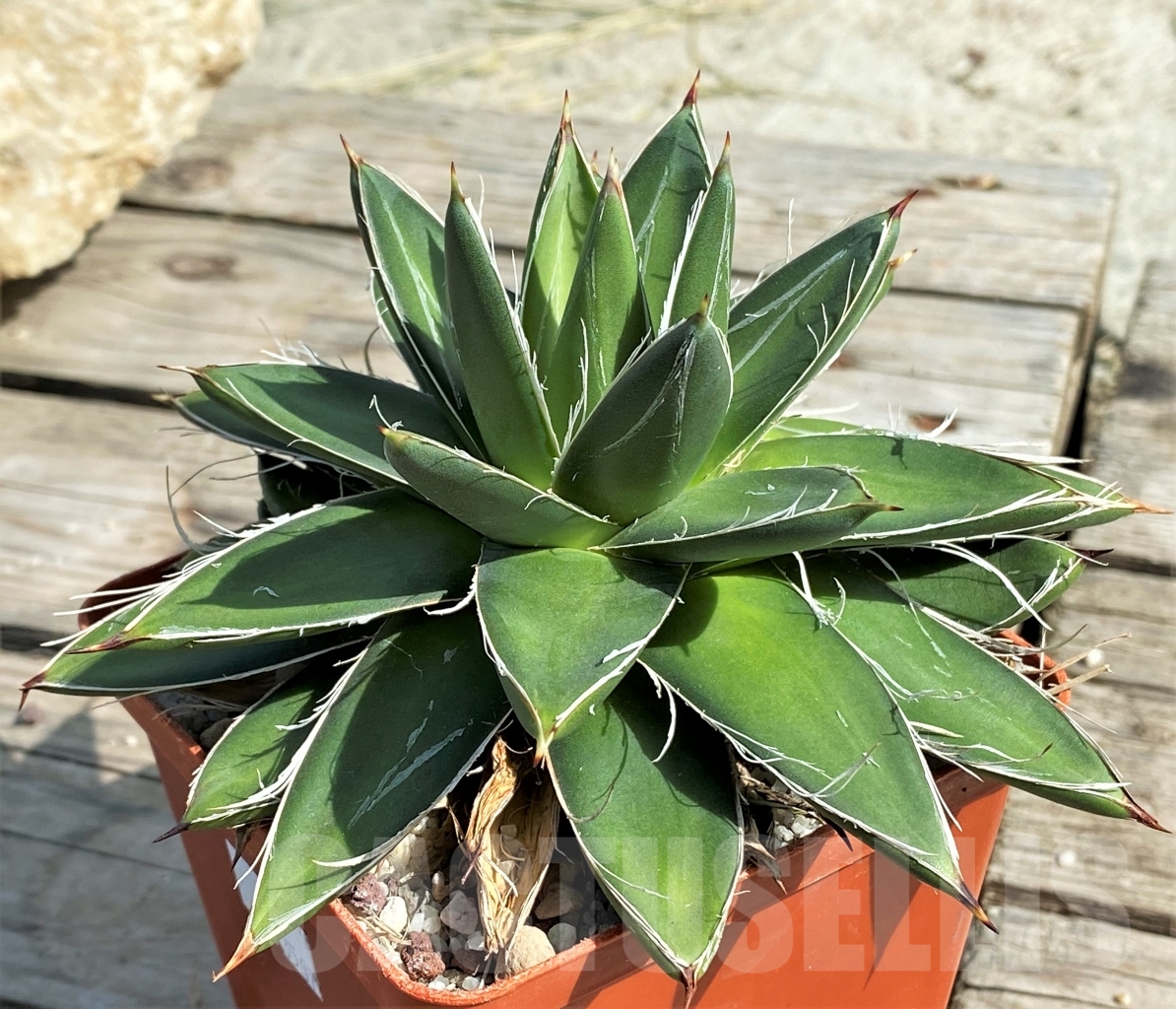 SHPR13567 Agave filifera 'Compacta' - 画像 (2)