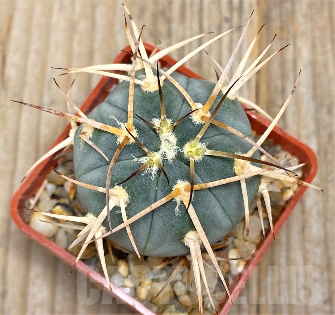 SHPR13581 Gymnocalycium cardenasianum