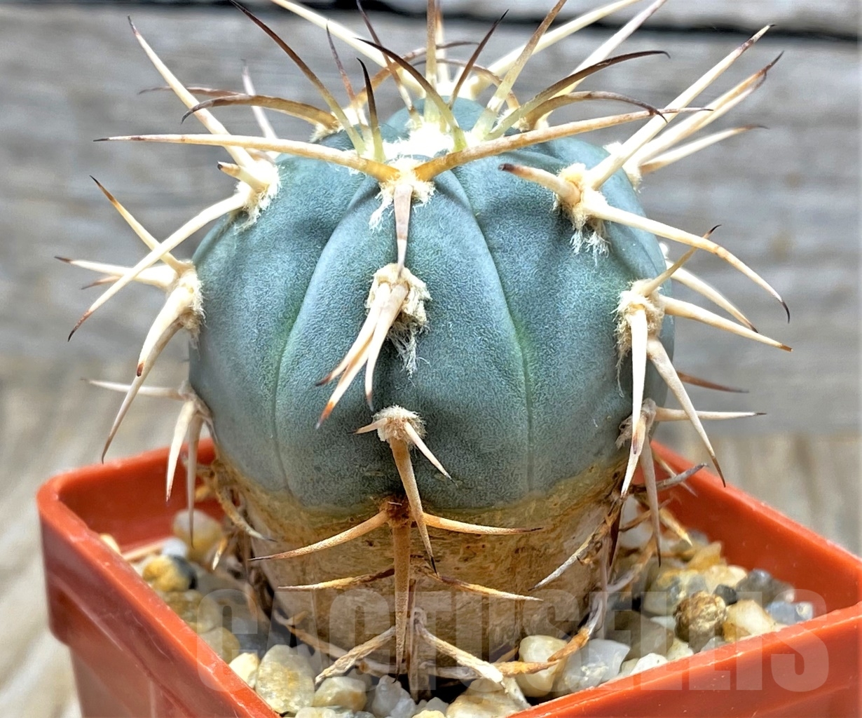 SHPR13581 Gymnocalycium cardenasianum - Image 3