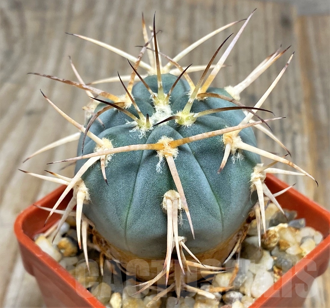 SHPR13581 Gymnocalycium cardenasianum - Image 2