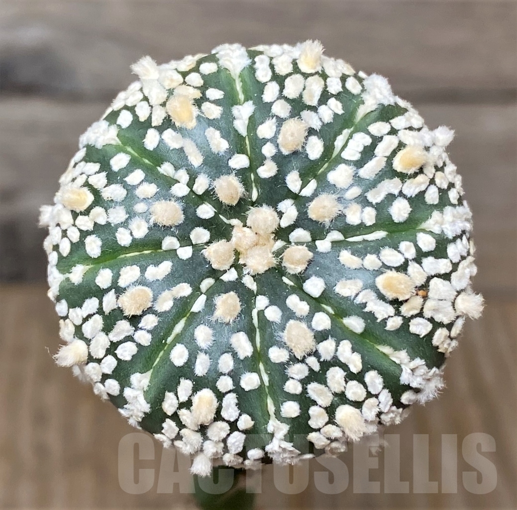 SHPR13584 Astrophytum asterias ‘Super kabuto’, grafted