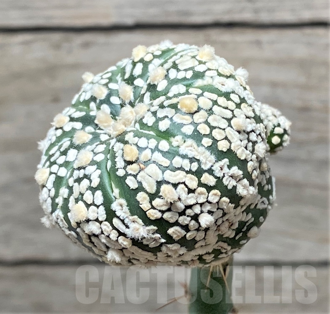 SHPR13584 Astrophytum asterias ‘Super kabuto’, grafted - Imagen 2