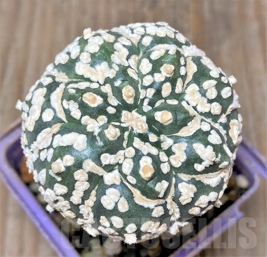 SHPR13587 Astrophytum asterias 'Kikko', grafted