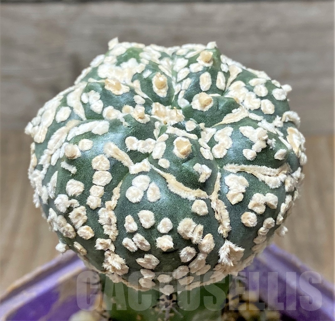 SHPR13587 Astrophytum asterias 'Kikko', grafted - Зображення 2