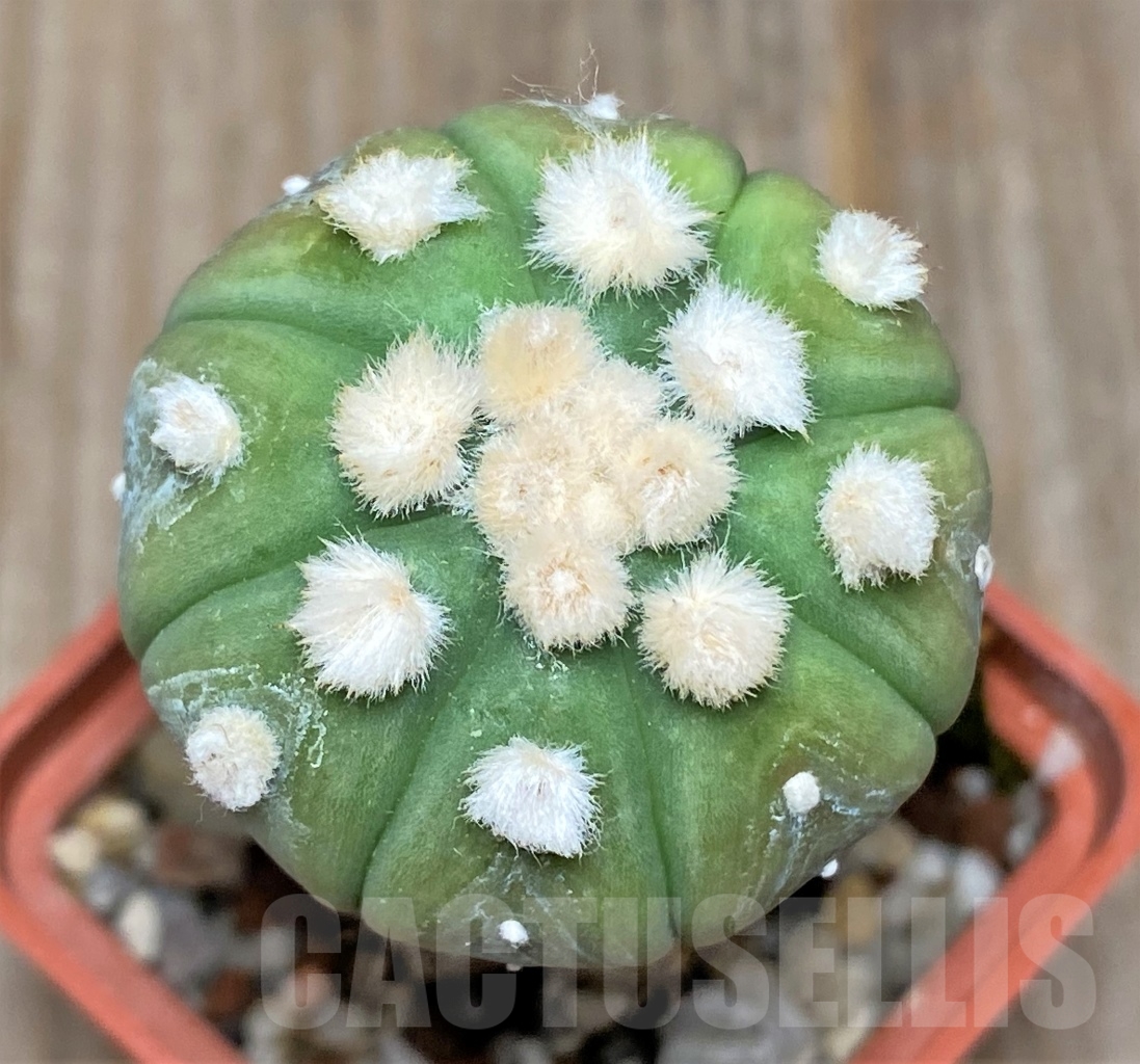 SHPR13588 Astrophytum asterias 'Ooibo', grafted