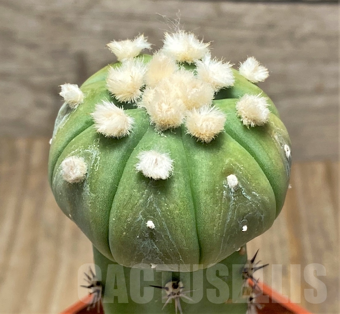 SHPR13588 Astrophytum asterias 'Ooibo', grafted - Зображення 2