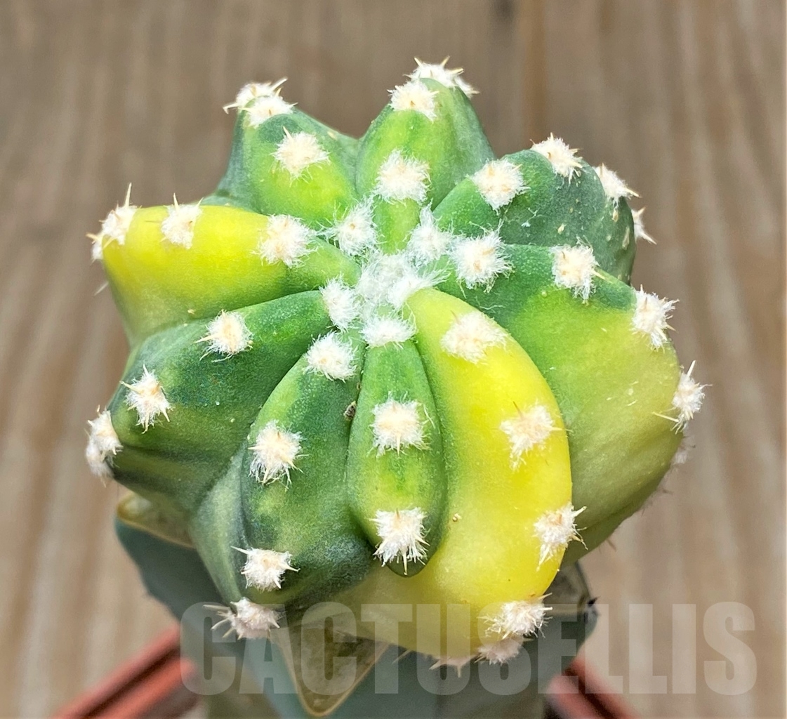 SHPR13590 Echinopsis subdenudata f. variegata, grafted