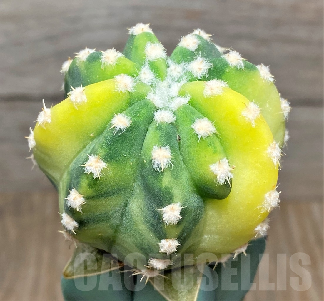 SHPR13590 Echinopsis subdenudata f. variegata, grafted - Image 2