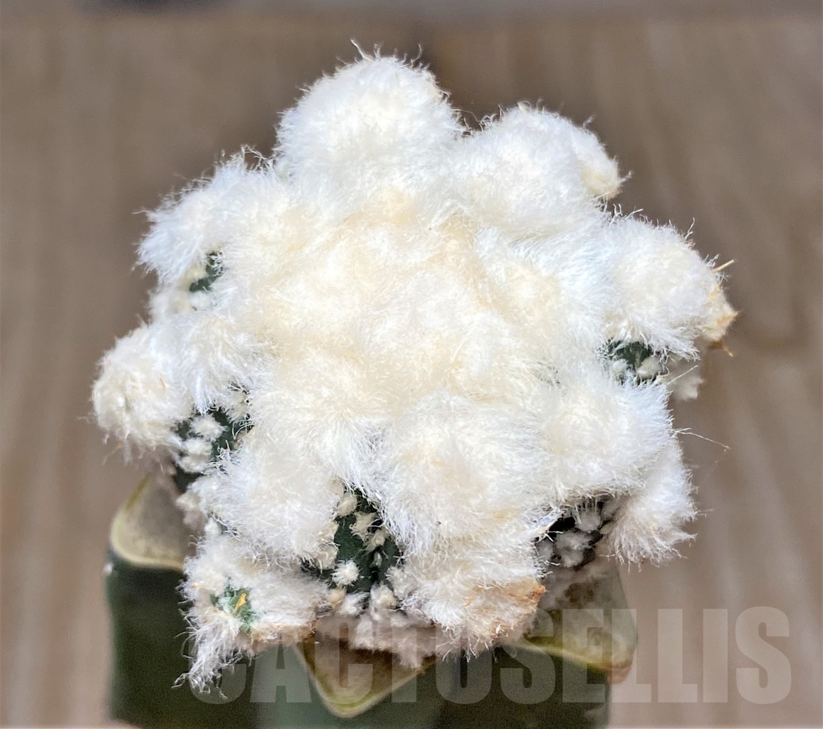 SHPR13591 Astrophytum asterias 'Ooibo' hybrid, grafted