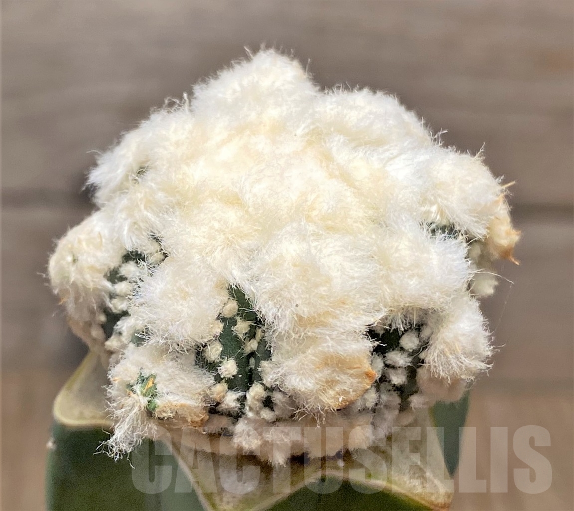 SHPR13591 Astrophytum asterias 'Ooibo' hybrid, grafted – Image 2