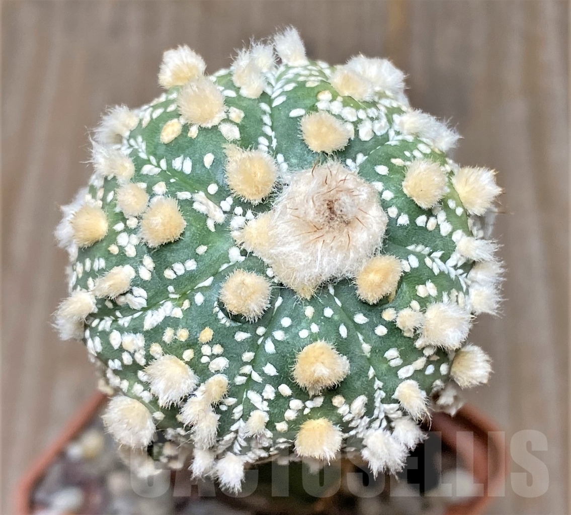 SHPR13592 Astrophytum asterias 'Hanazono', grafted