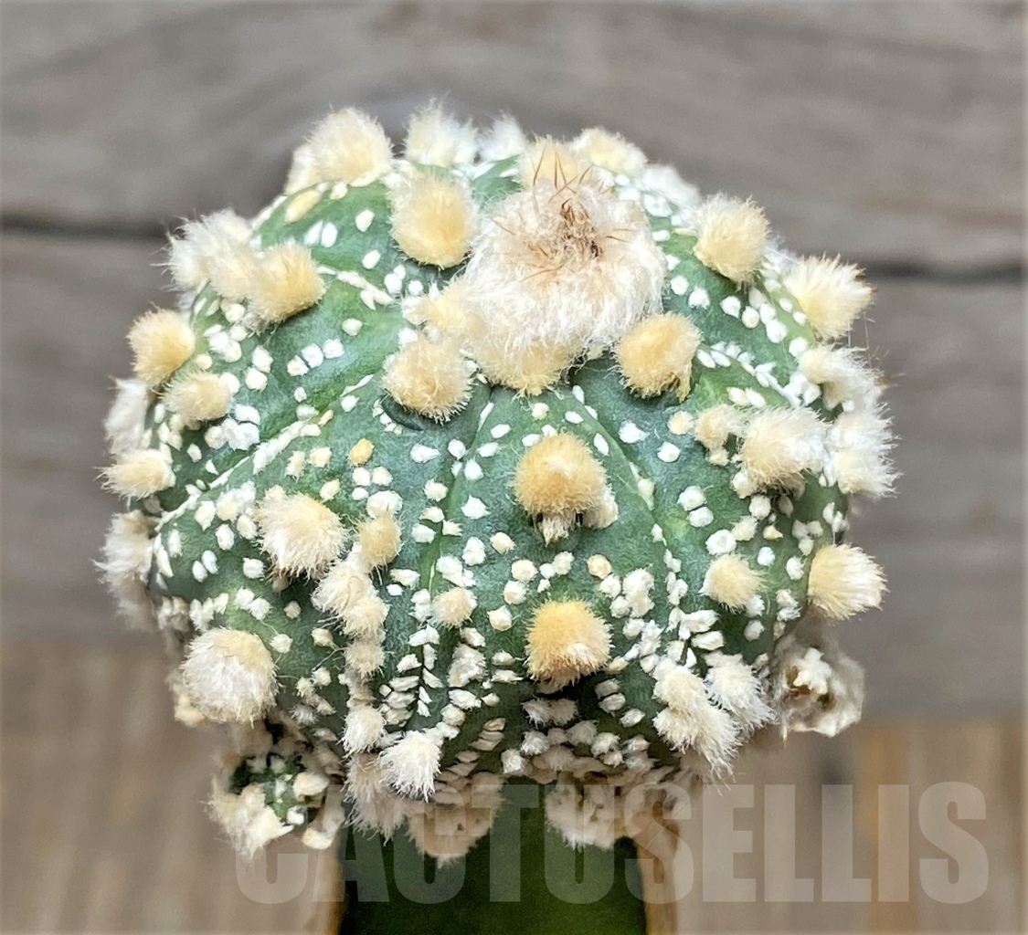 SHPR13592 Astrophytum asterias 'Hanazono', grafted - Obrázek 2