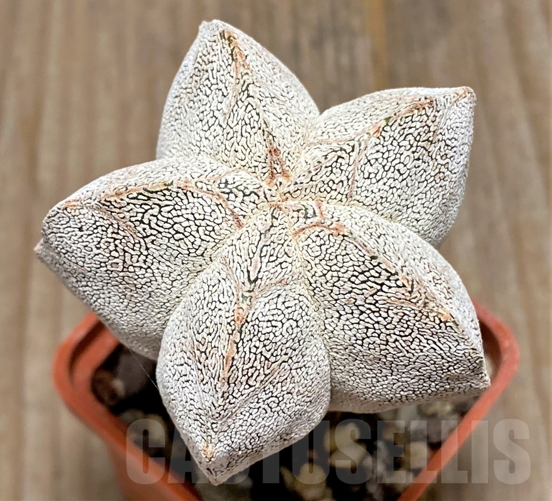 SHPR13593 Astrophytum myriostigma 'Onzuka'