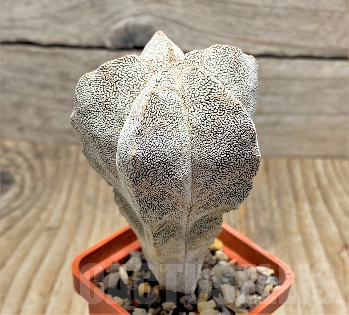 SHPR13593 Astrophytum myriostigma 'Onzuka' - Image 2