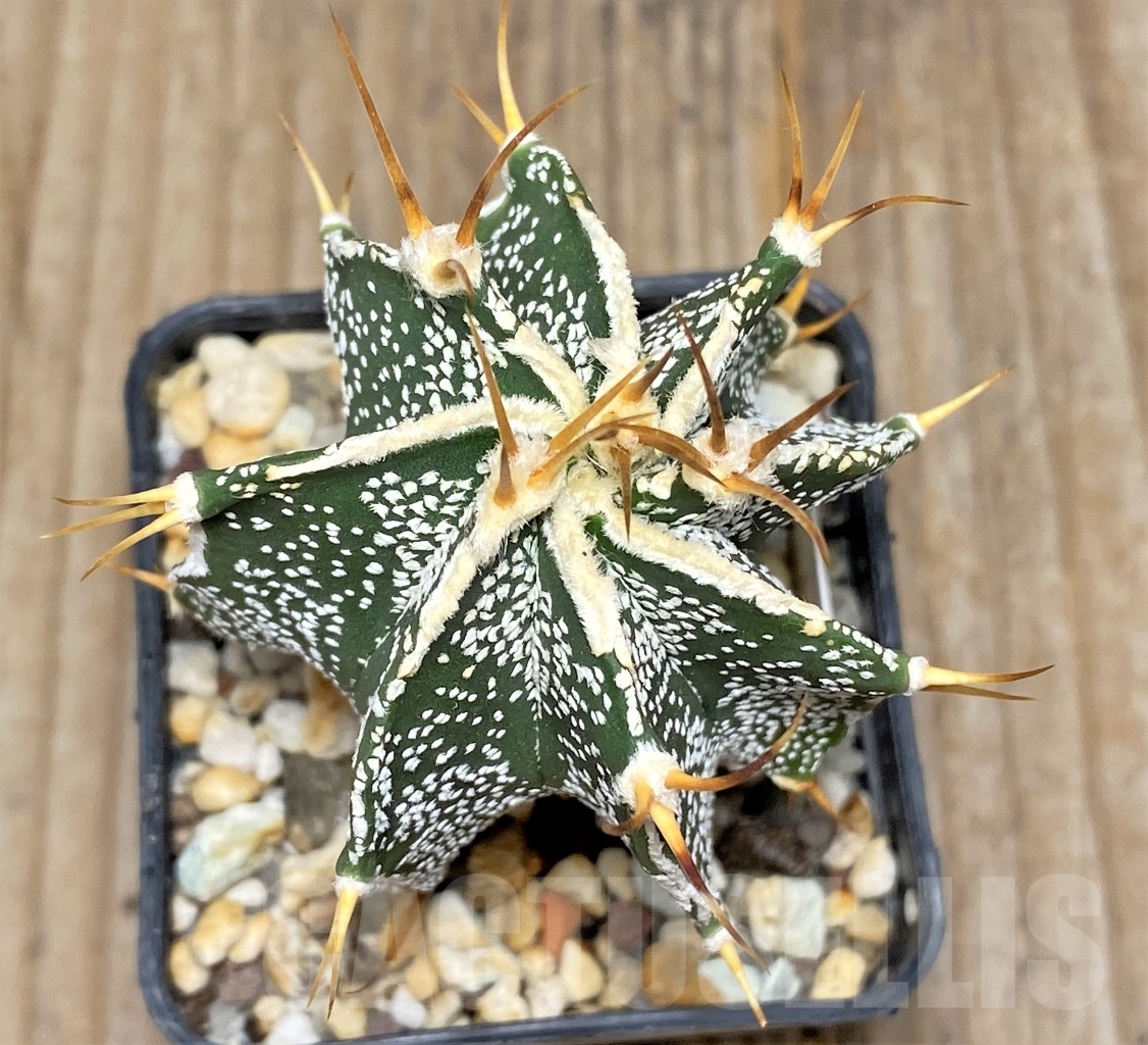 SHPR13596 Astrophytum ornatum hybrid