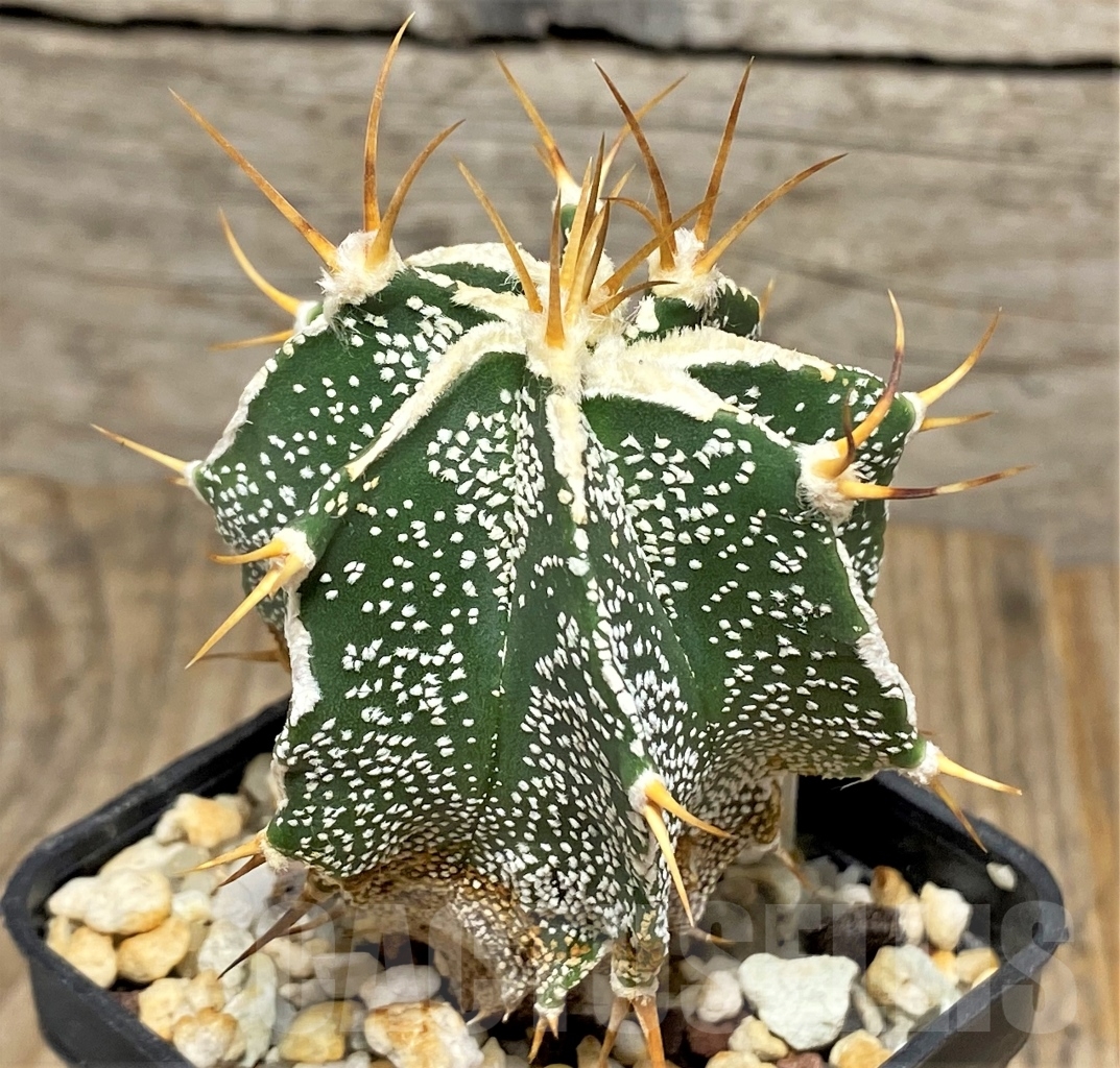 SHPR13596 Astrophytum ornatum hybrid - Image 2