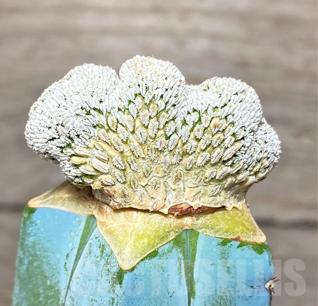 SHPR13598 Pelecyphora aselliformis f. cristata, grafted