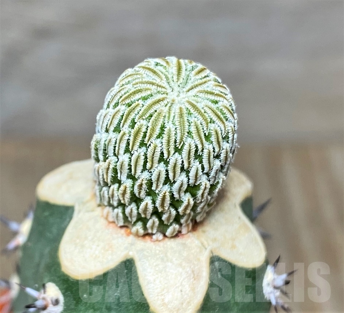 SHPR13599 Pelecyphora aselliformis, grafted