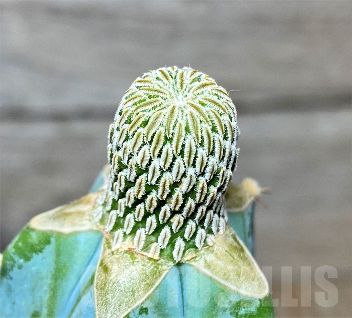 SHPR13600 Pelecyphora aselliformis, grafted