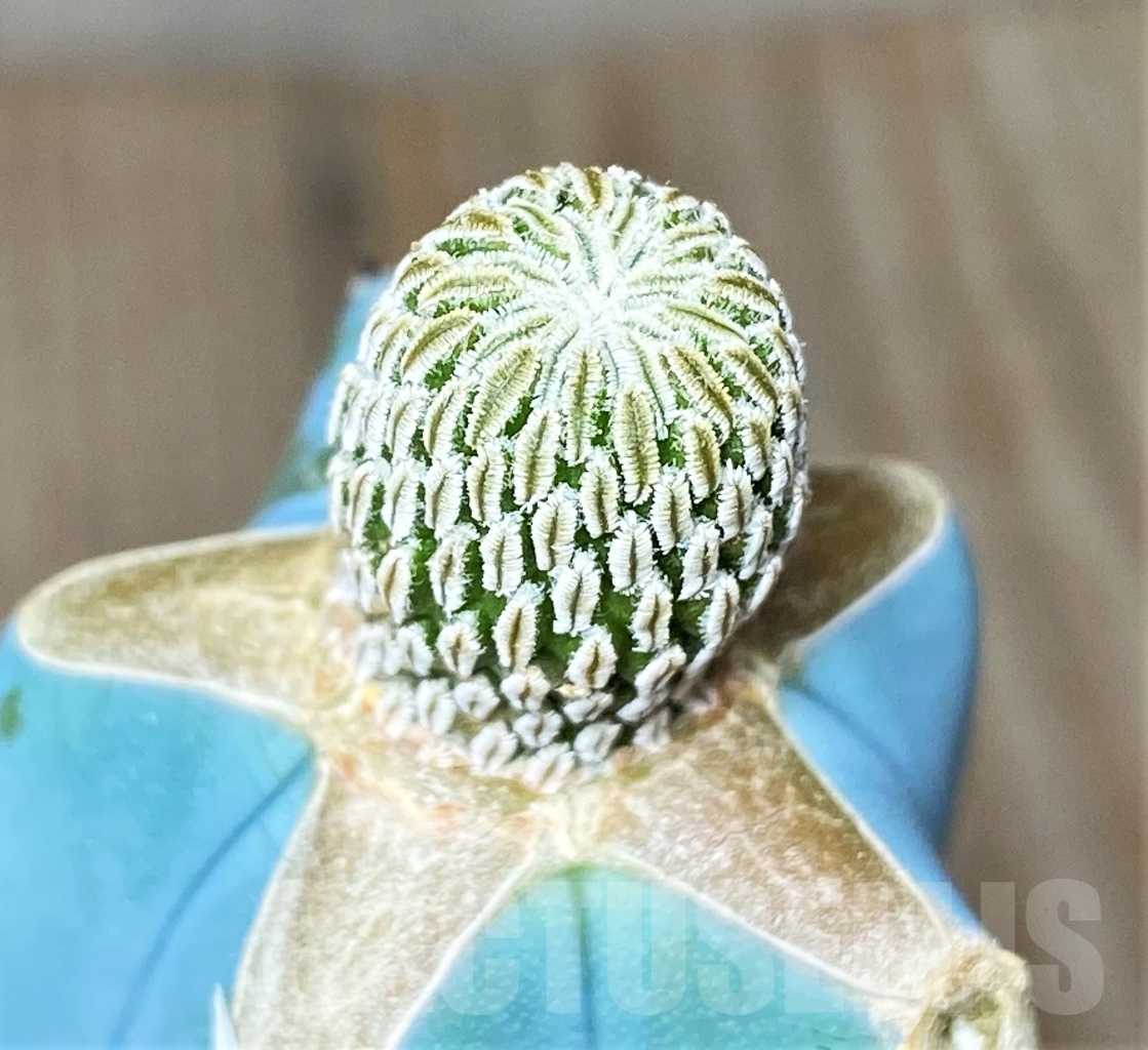 SHPR13601 Pelecyphora aselliformis, grafted