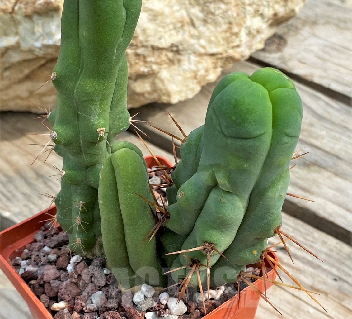 SHPR13602 Trichocereus bridgesii f. monstrose – Image 2