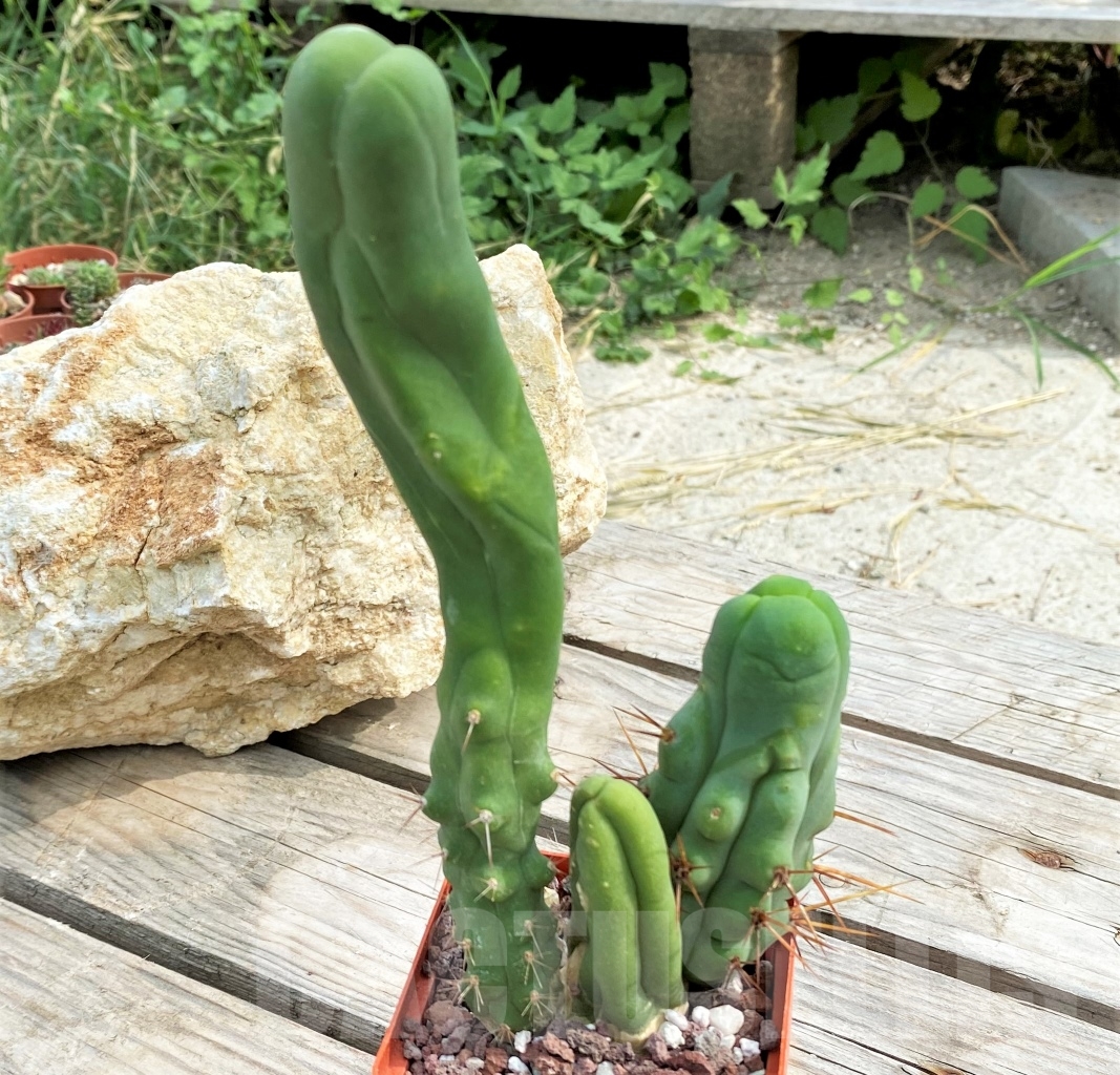 SHPR13602 Trichocereus bridgesii f. monstrose