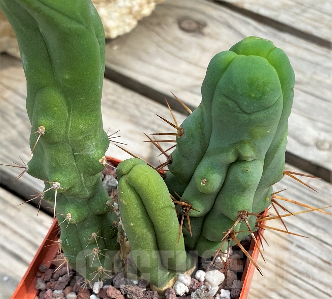 SHPR13602 Trichocereus bridgesii f. monstrose – Image 3