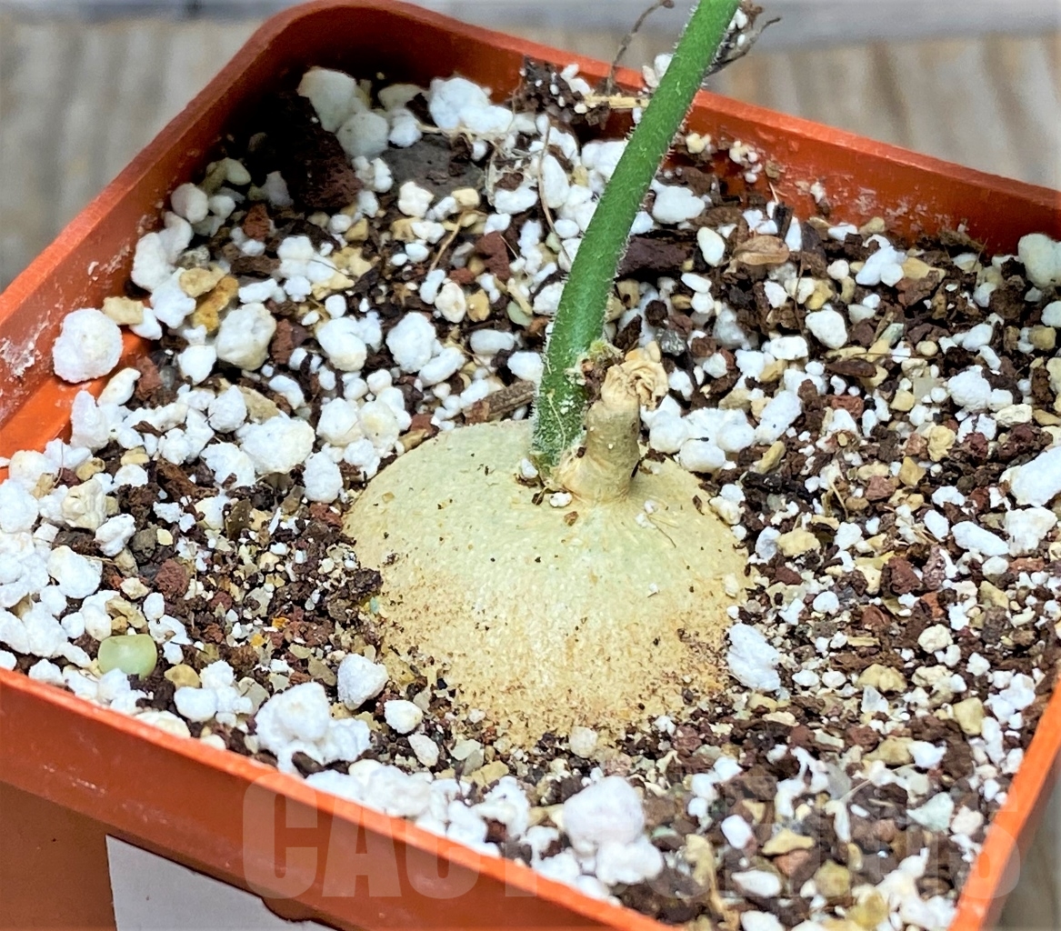 SHPR13603 Pyrenacantha malvifolia – Image 2