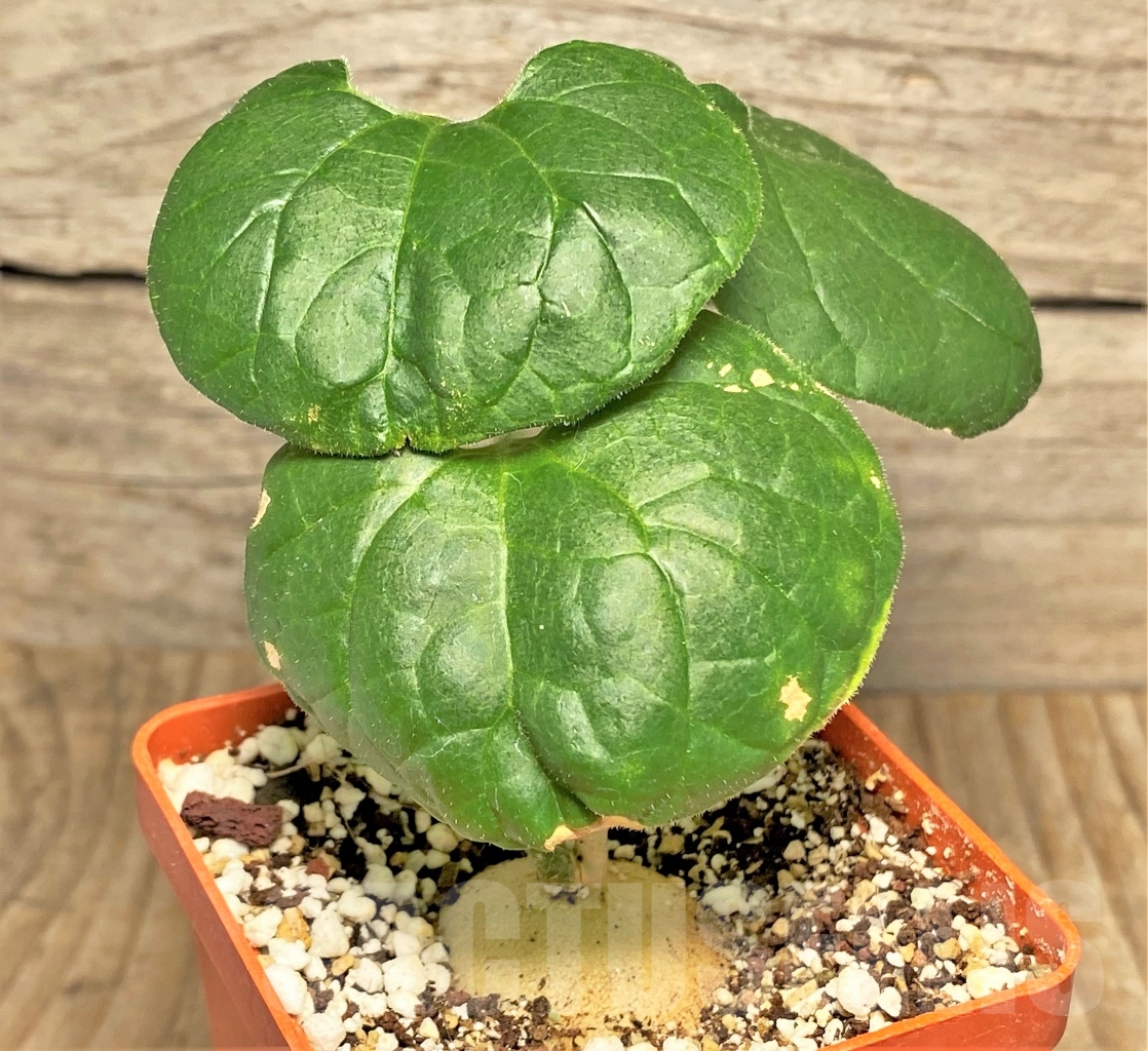 SHPR13603 Pyrenacantha malvifolia