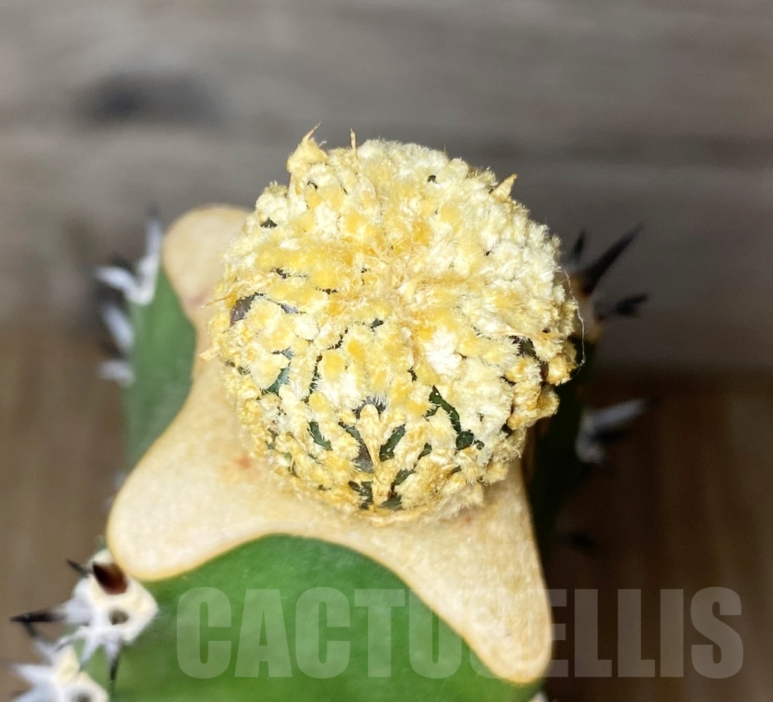 SHPR13604 Astrophytum asterias cv. Superkabuto 'Gold', grafted – Image 2