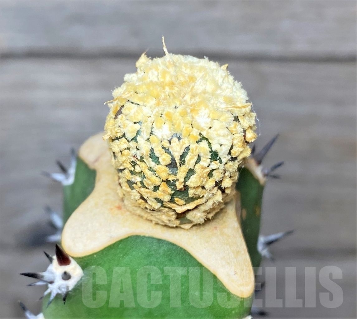 SHPR13604 Astrophytum asterias cv. Superkabuto 'Gold', grafted