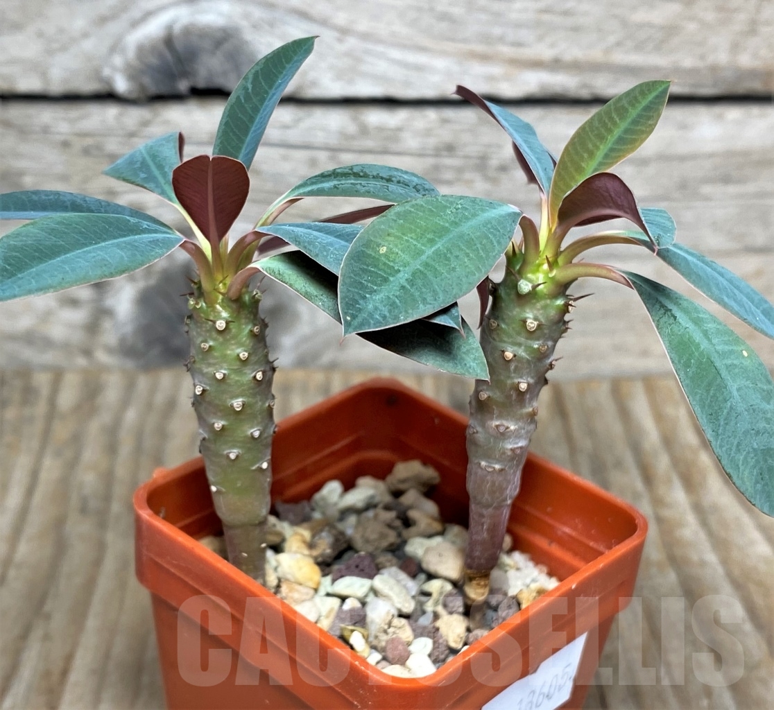 SHPR13605 Euphorbia pachypodioides