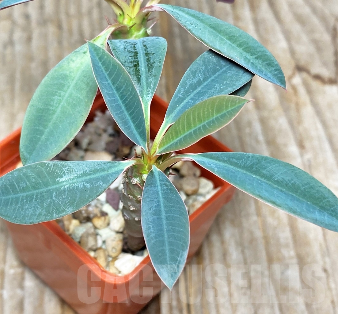 SHPR13605 Euphorbia pachypodioides - Image 2