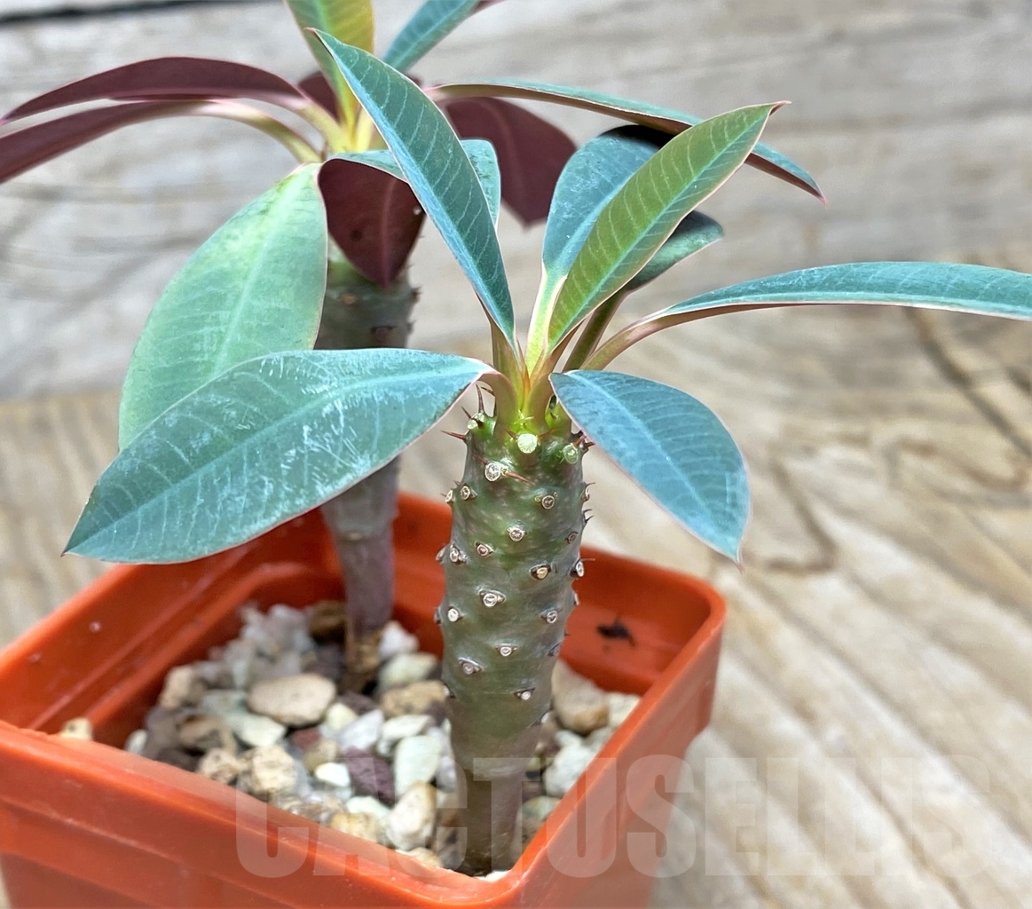 SHPR13605 Euphorbia pachypodioides - Image 3