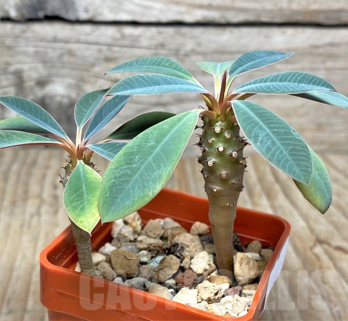 SHPR13606 Euphorbia pachypodioides