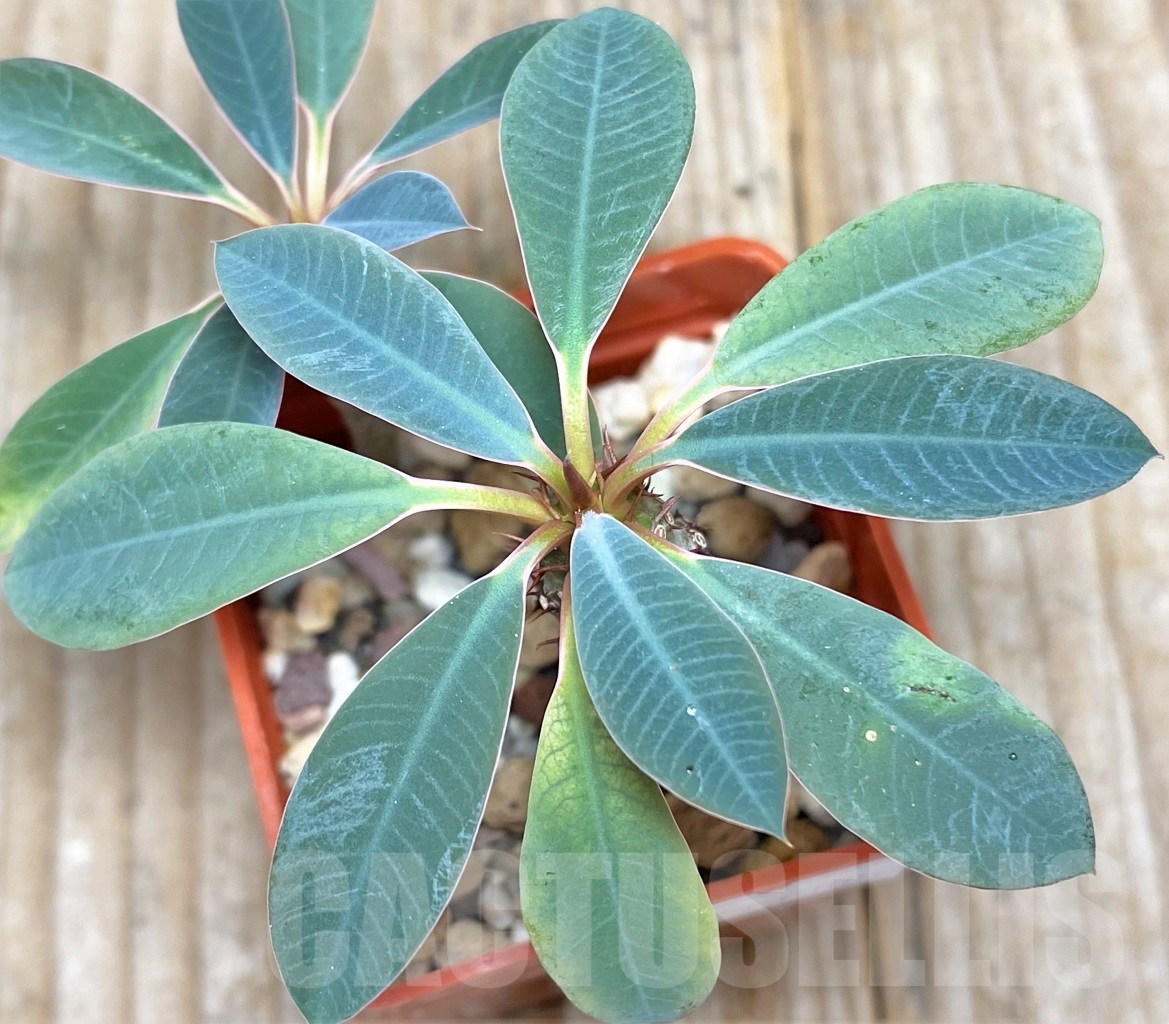 SHPR13606 Euphorbia pachypodioides - Image 2