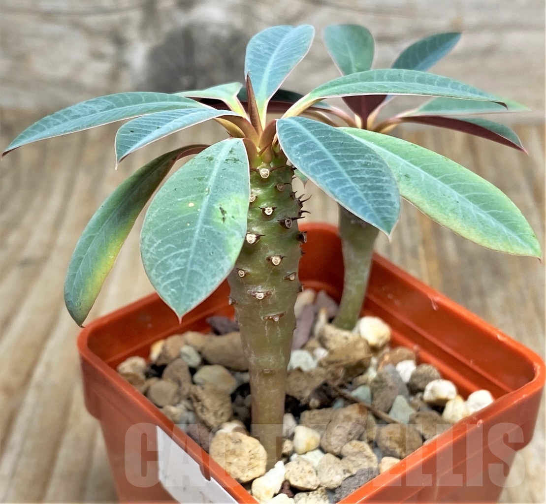 SHPR13606 Euphorbia pachypodioides - Image 3