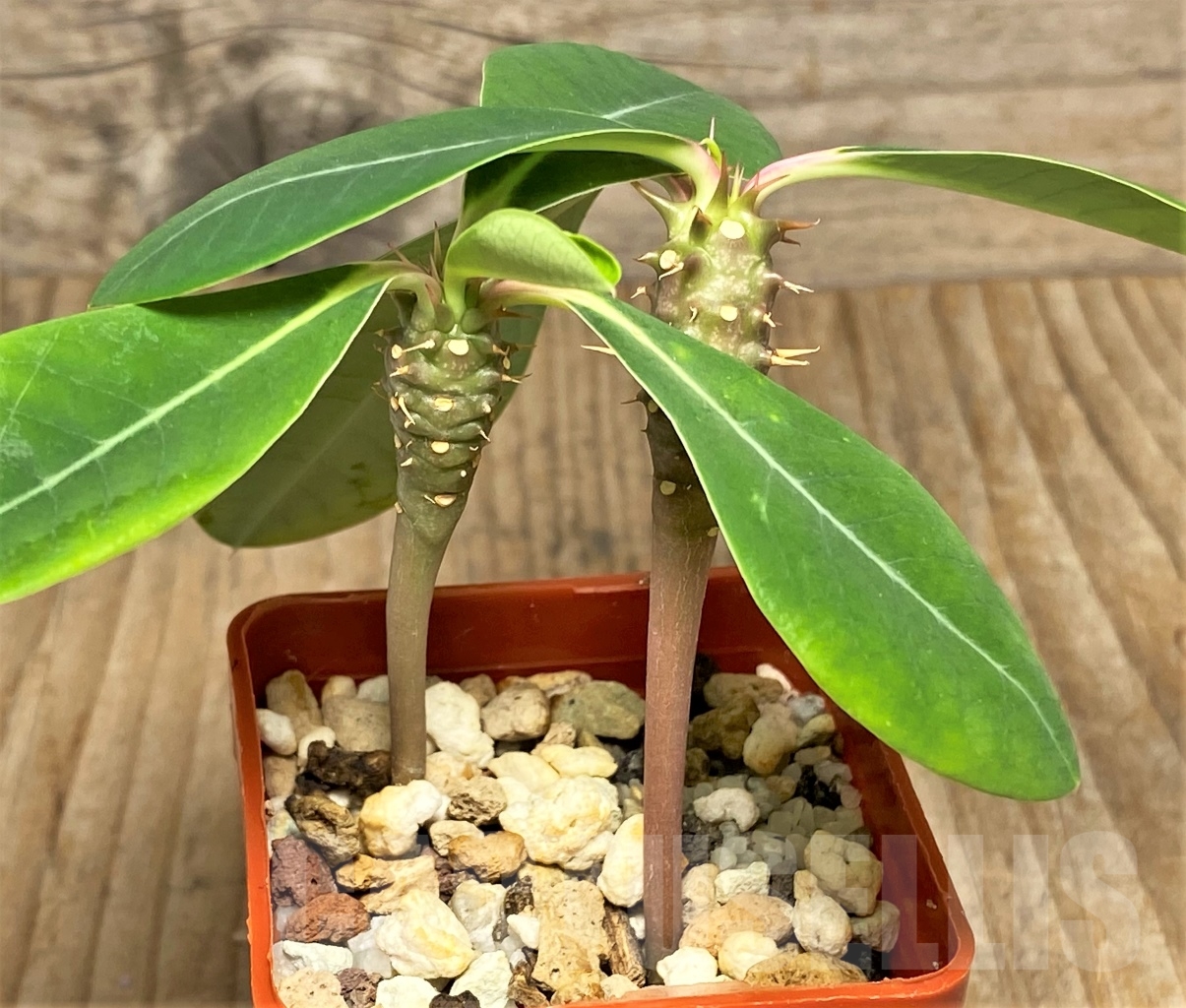 SHPR13607 Euphorbia viguieri var. capuroniana