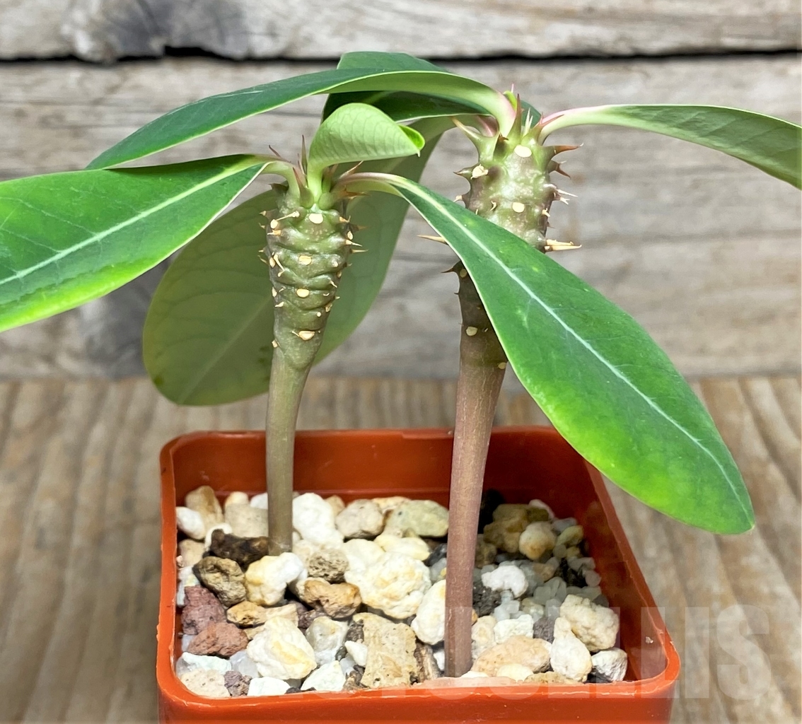 SHPR13607 Euphorbia viguieri var. capuroniana - Image 2