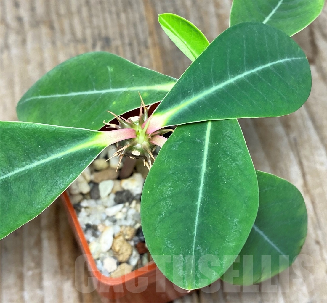 SHPR13607 Euphorbia viguieri var. capuroniana - Image 3