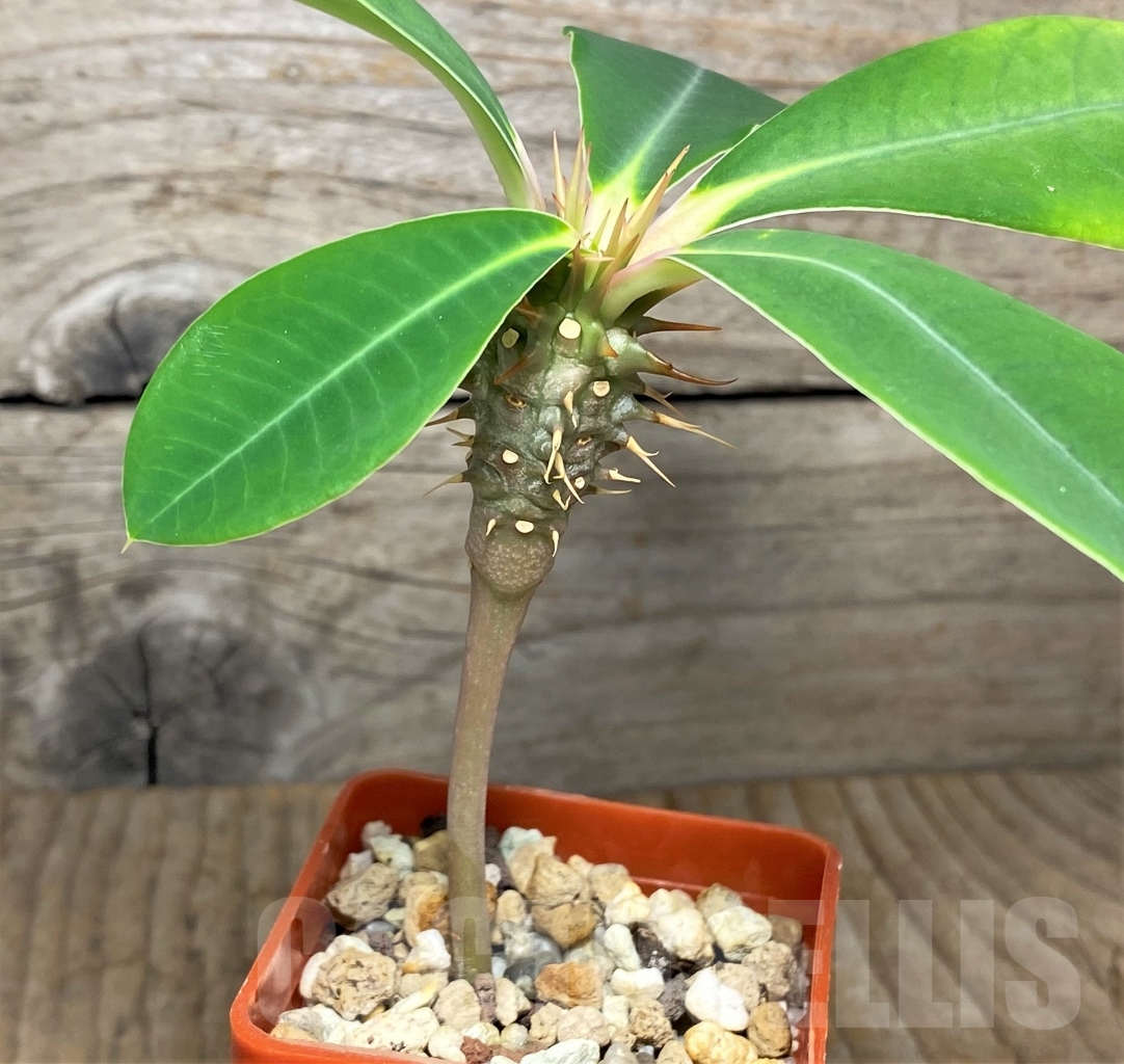 SHPR13608 Euphorbia viguieri var. capuroniana - 画像 (2)