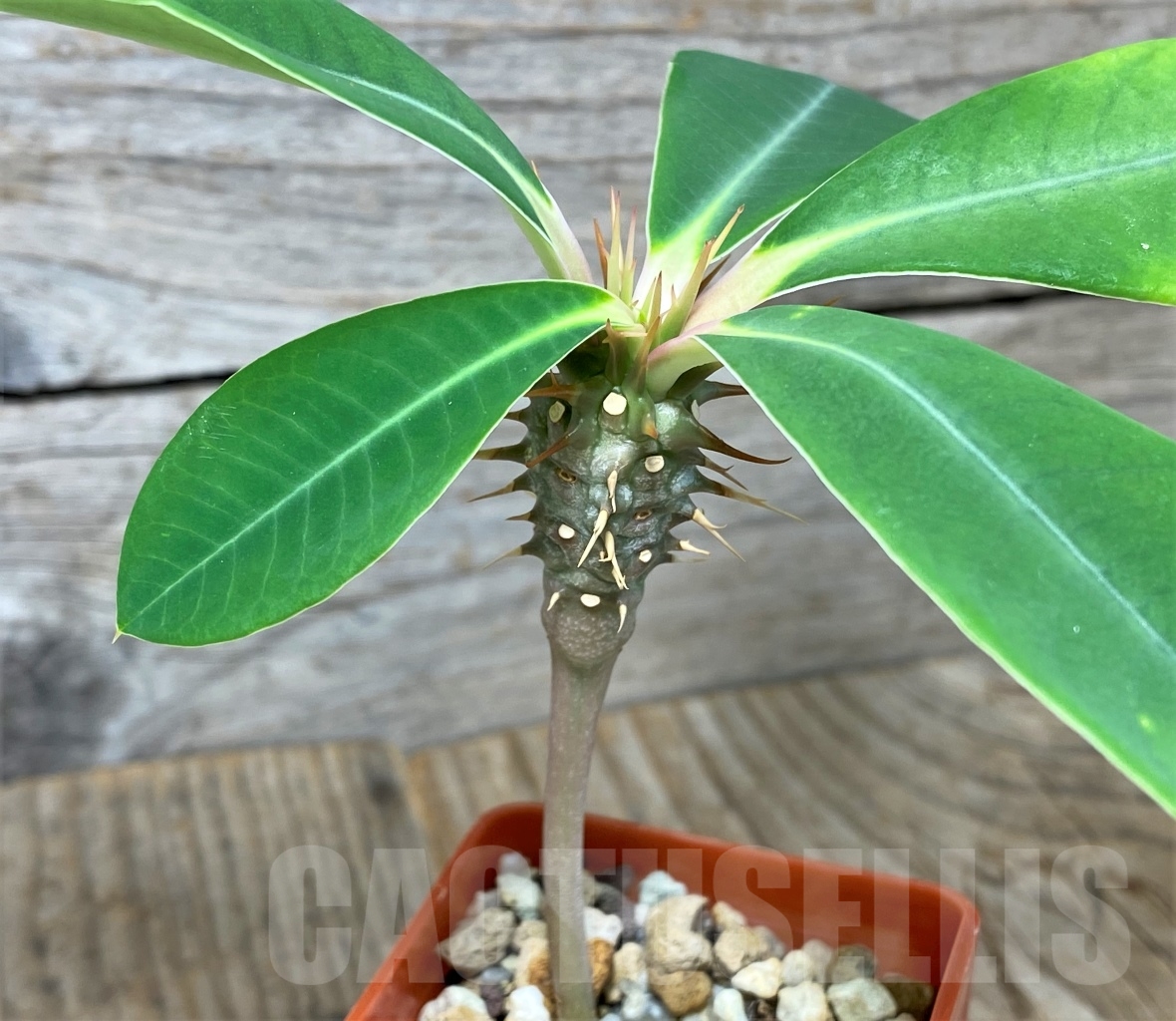 SHPR13608 Euphorbia viguieri var. capuroniana