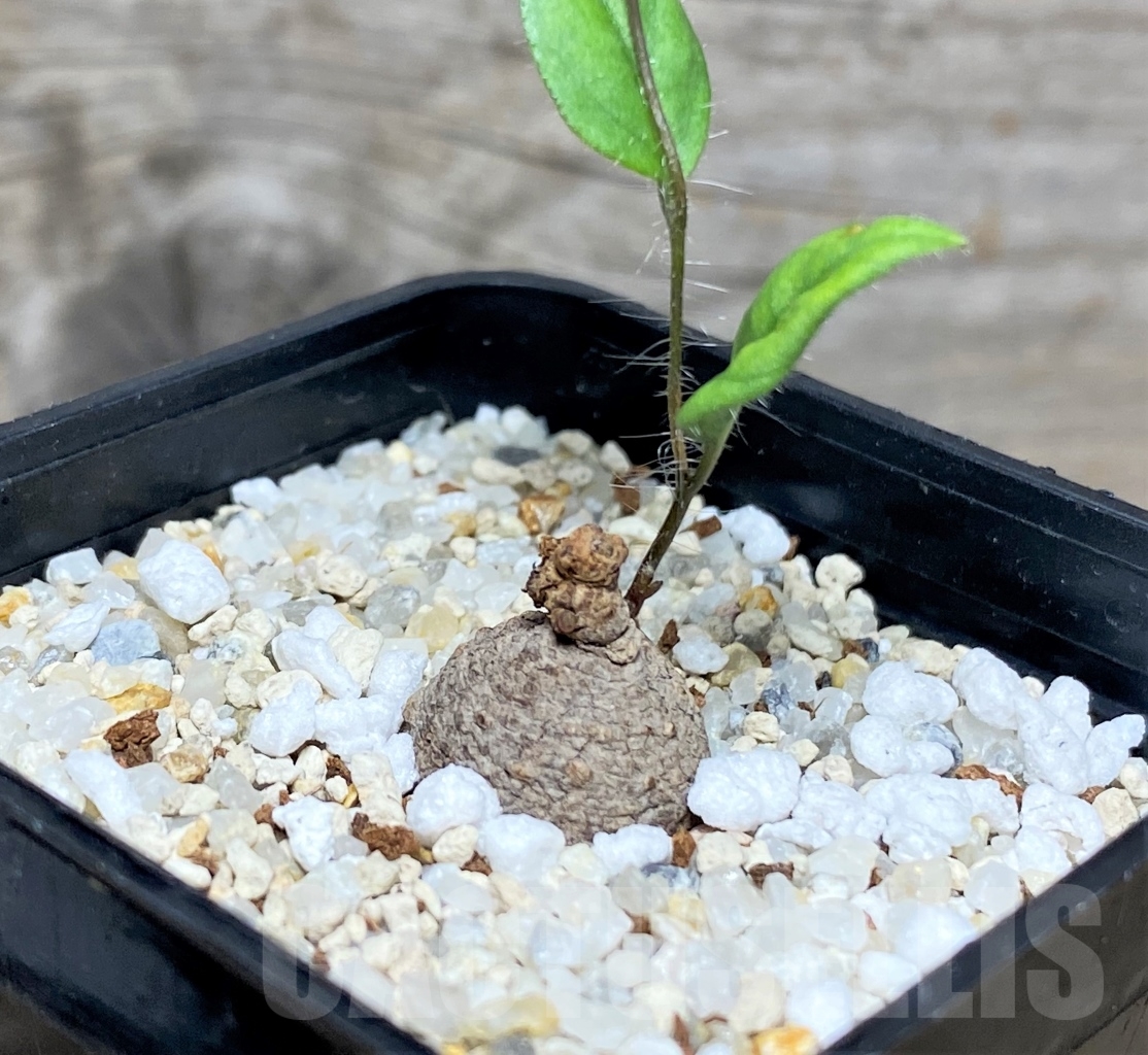 SHPR13609 Ipomoea sp. pink flower - Tanzania - 画像 (2)