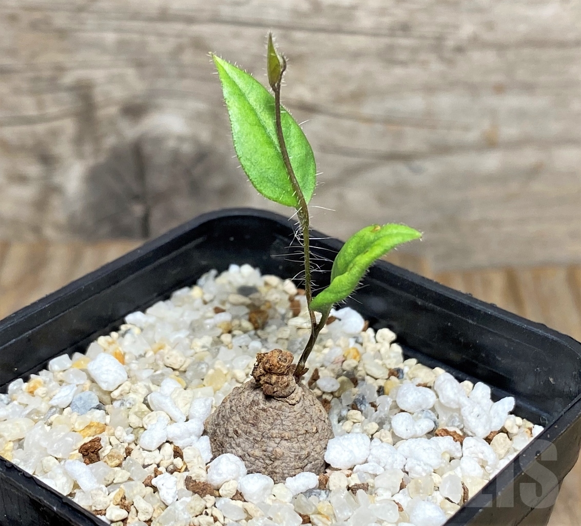 SHPR13609 Ipomoea sp. pink flower - Tanzania