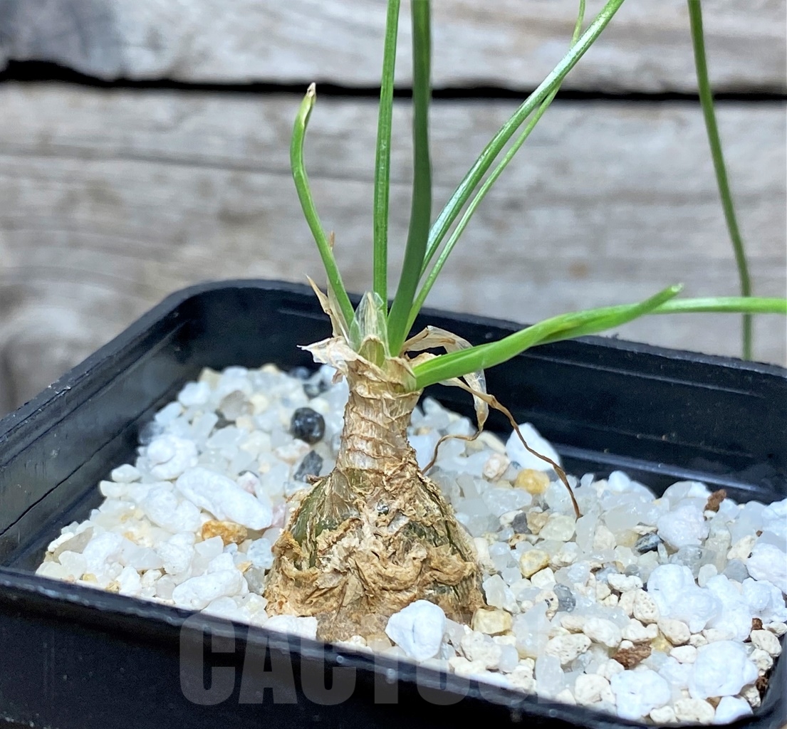 SHPR13610 Albuca aff polyphylla UL 499