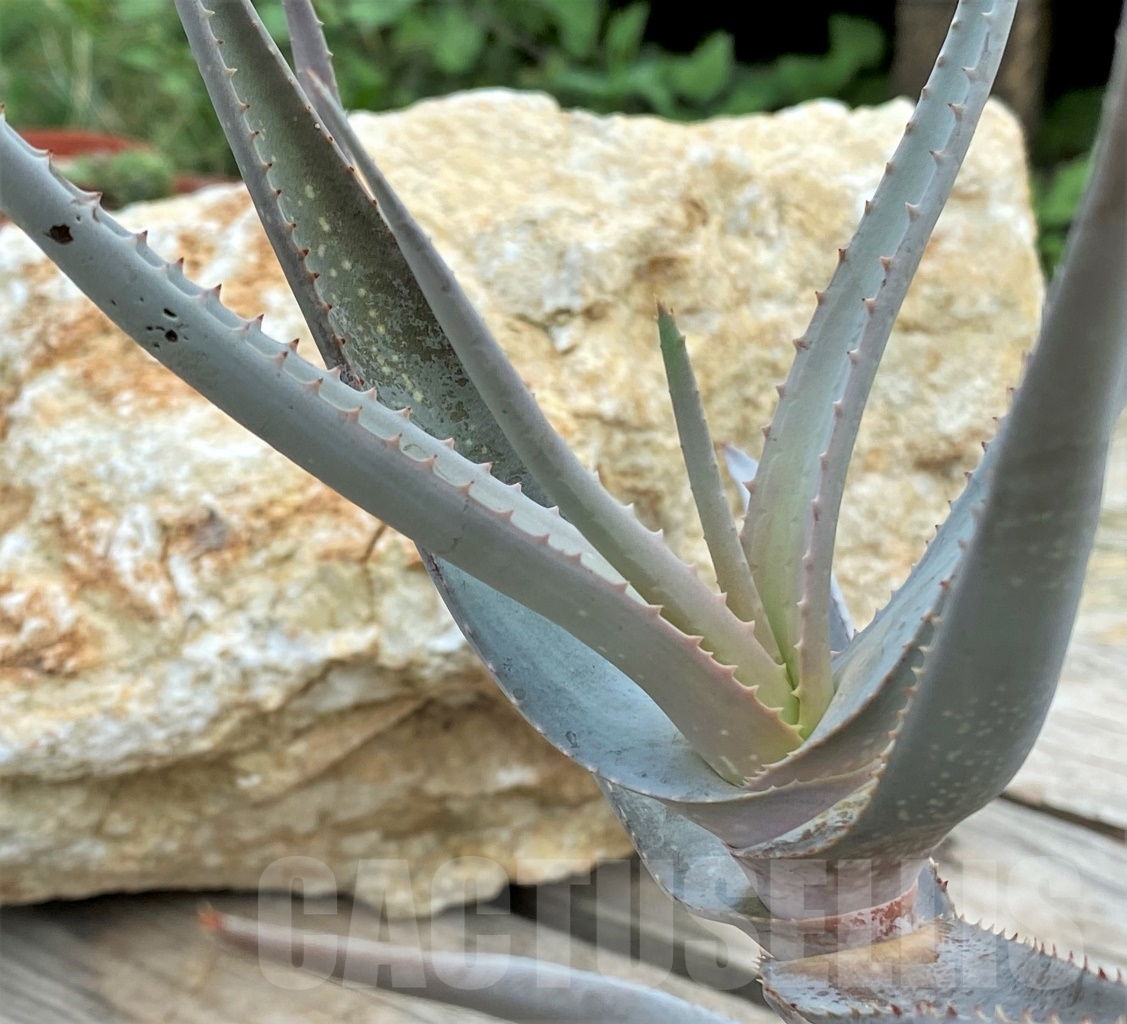 SHPR13611 Aloe castellorum - Image 2