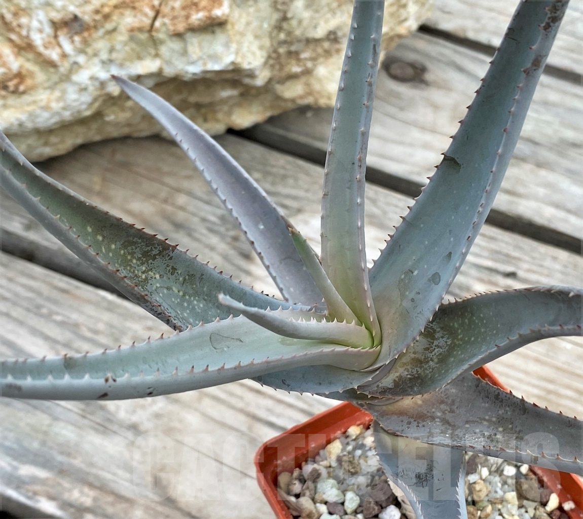 SHPR13611 Aloe castellorum