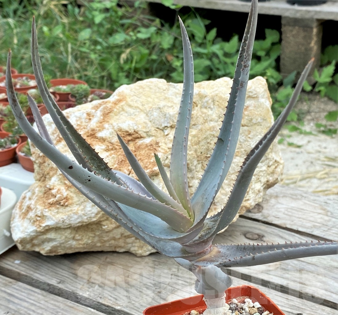 SHPR13611 Aloe castellorum - Image 3